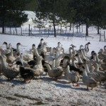 Ferme de Ramon canards sous la neige en 2012