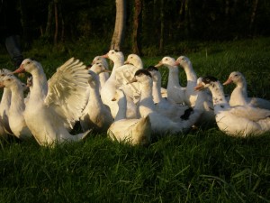 Canard plein air_ bien-être animal_ Ferme de Ramon